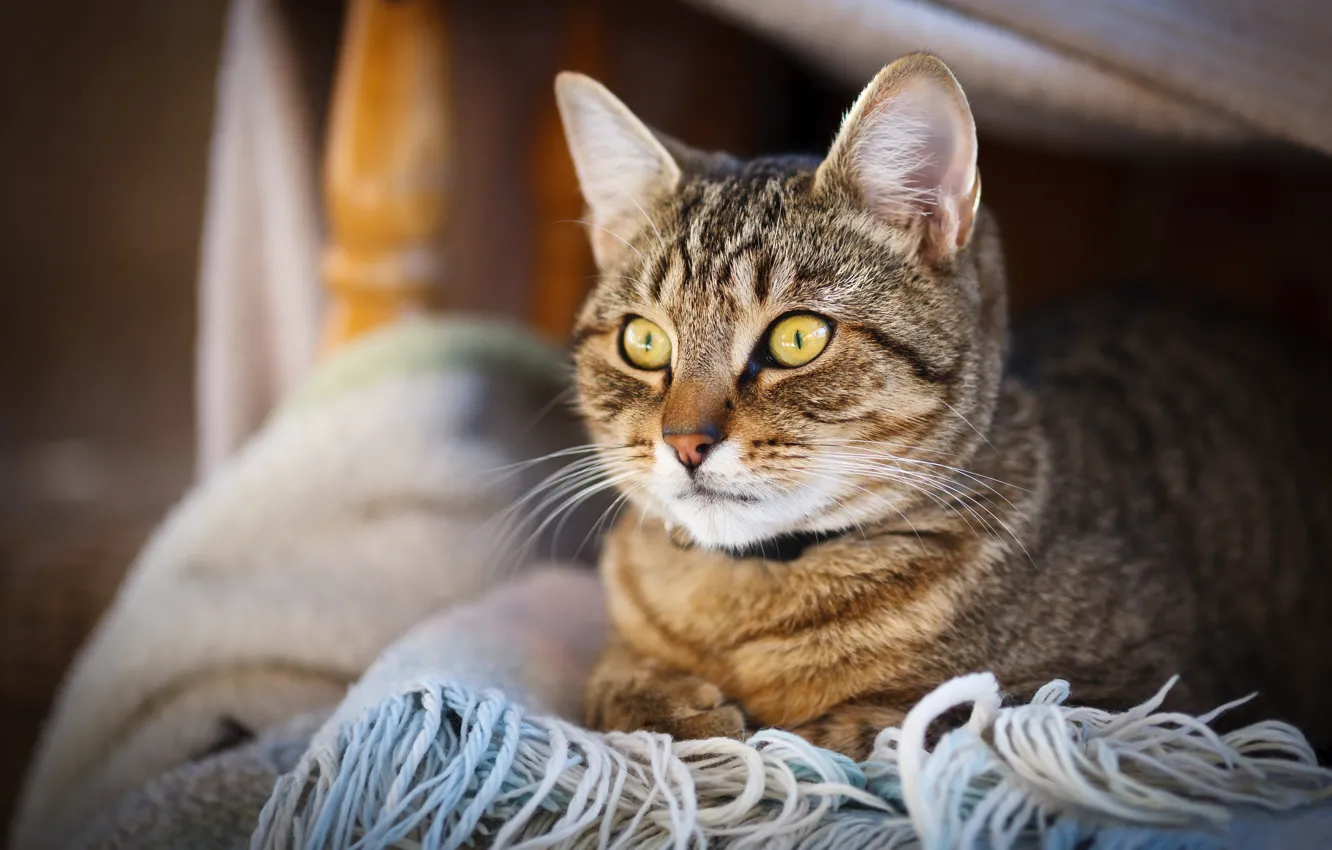Photo wallpaper cat, cat, look, kitty, portrait, scarf