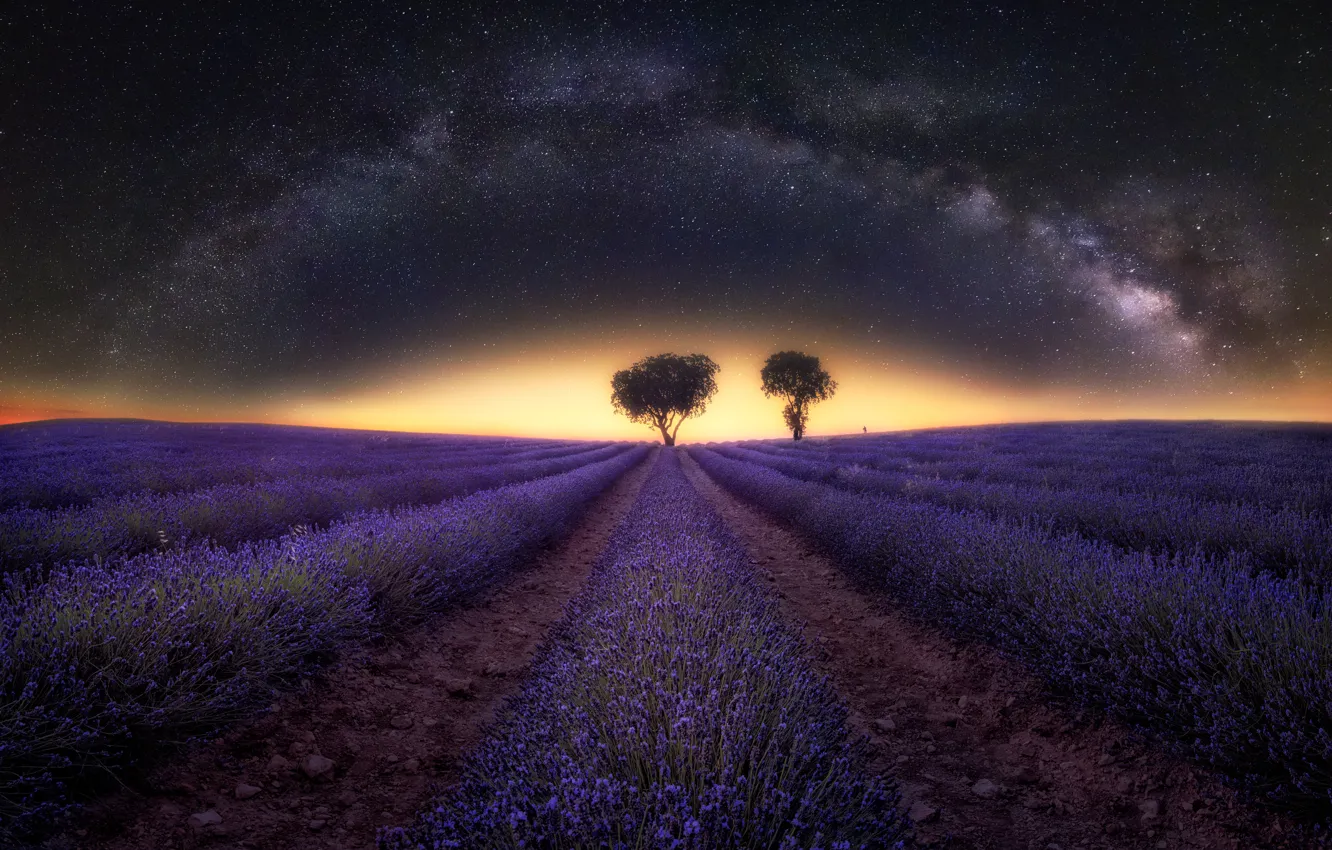 Photo wallpaper summer, the sky, space, stars, light, trees, flowers, night