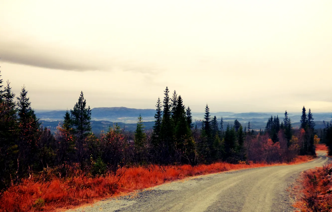 Photo wallpaper road, autumn, forest, Norway
