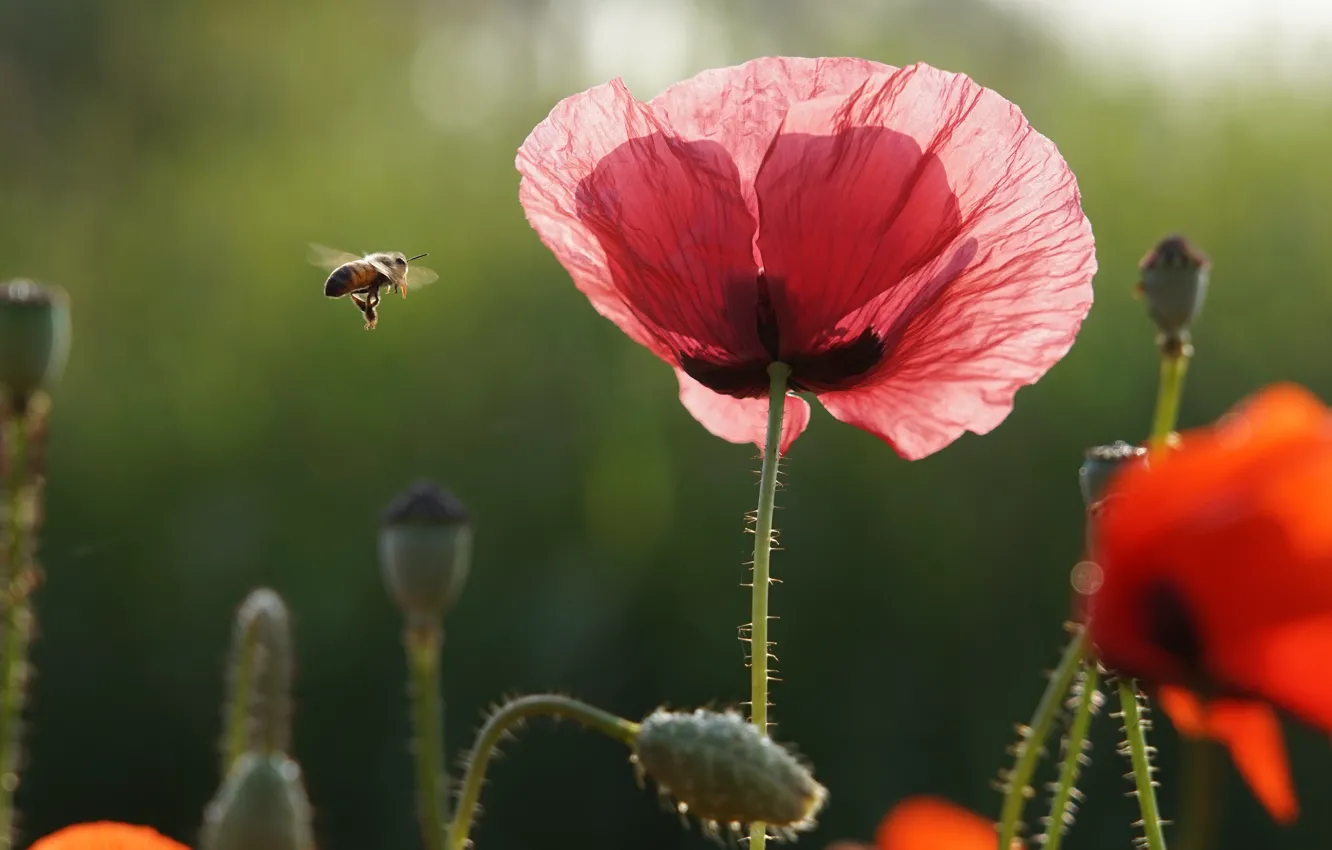 Photo wallpaper light, flowers, bee, background, Mac, Maki, petals, insect