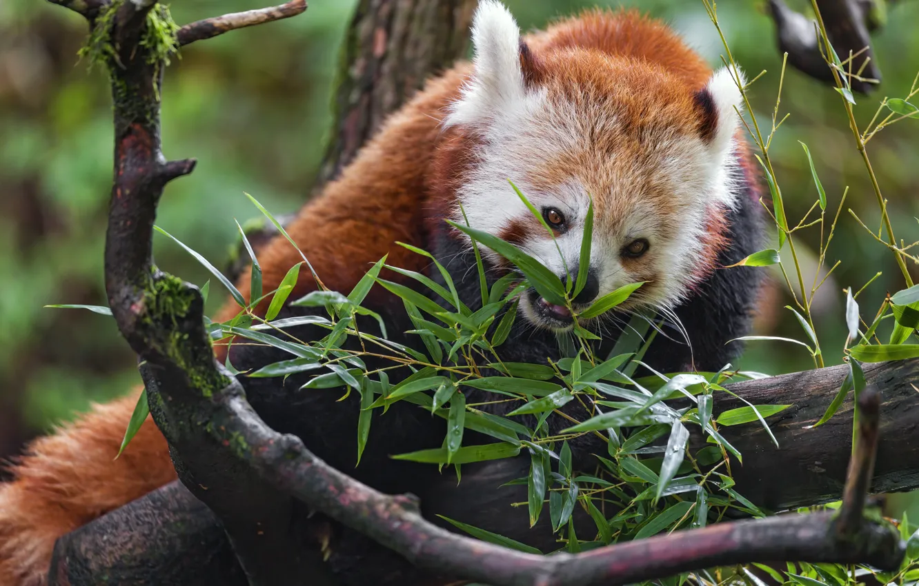 Photo wallpaper trees, red Panda, branches, red Panda, leaves