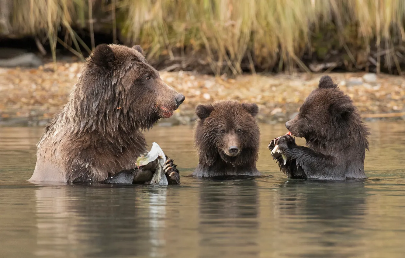 Photo wallpaper water, river, bears, lunch, bear, successful fishing