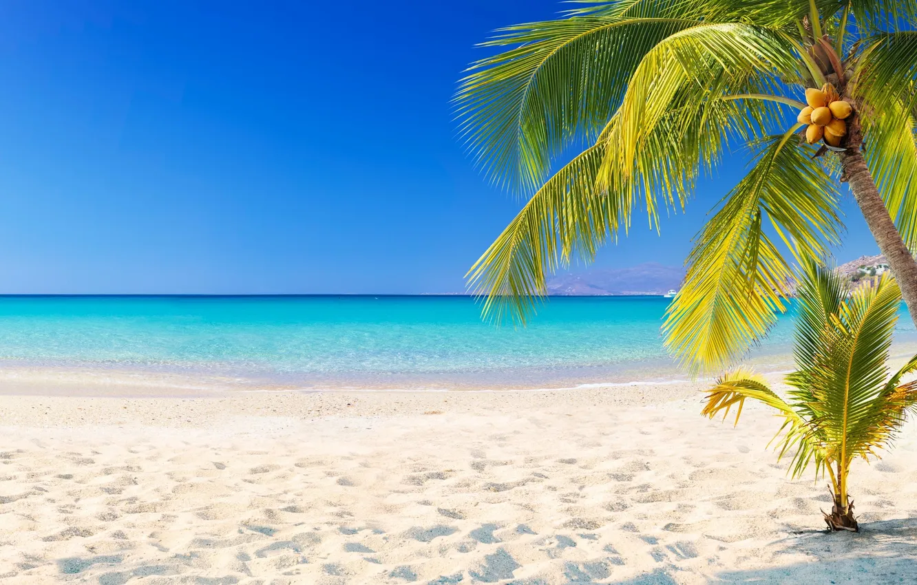 Photo wallpaper sand, sea, beach, summer, the sky, palm trees, summer, beach