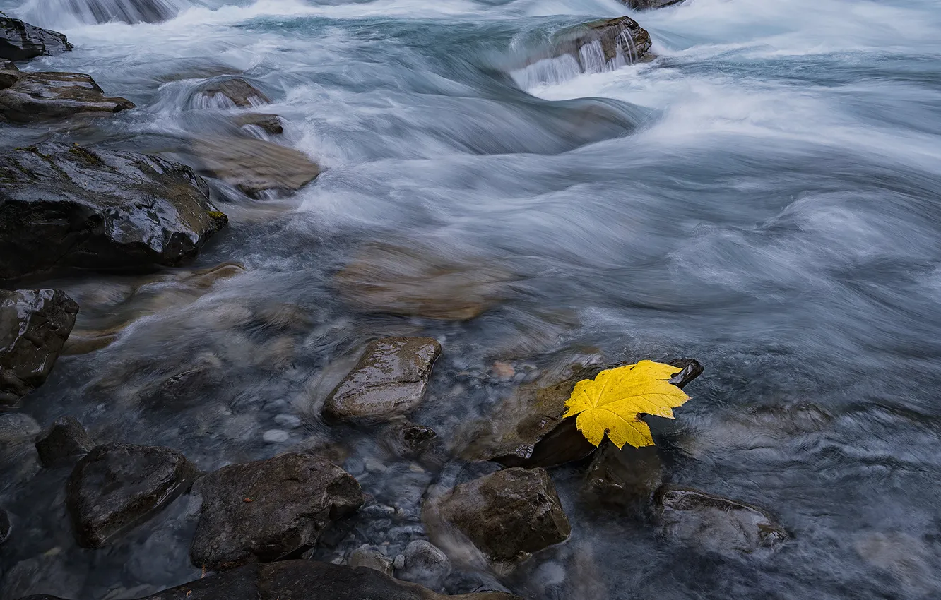 Photo wallpaper autumn, nature, stones, leaf, pond
