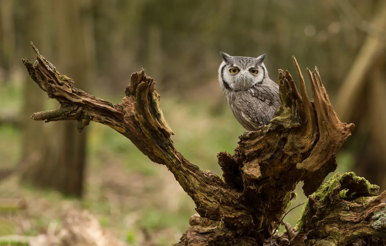 Photo wallpaper forest, look, flowers, nature, owl, bird, snag, Long-eared owl