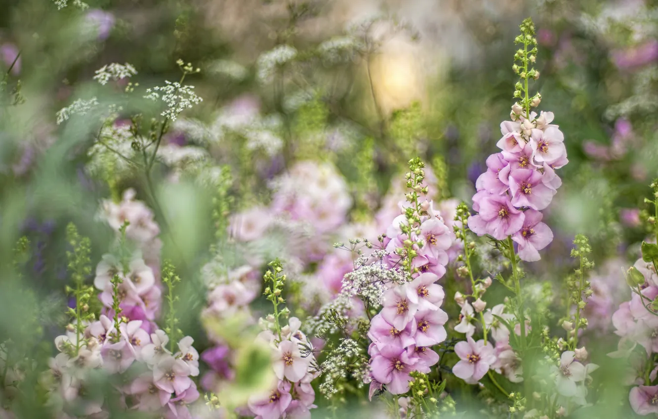 Photo wallpaper summer, flowers, spring, mallow