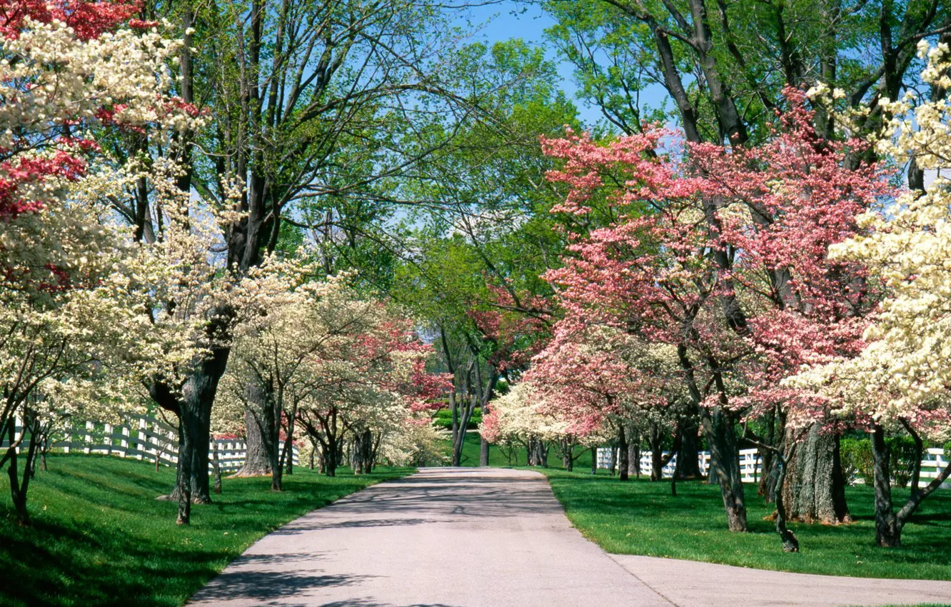 Photo wallpaper Park, spring, alley, flowering