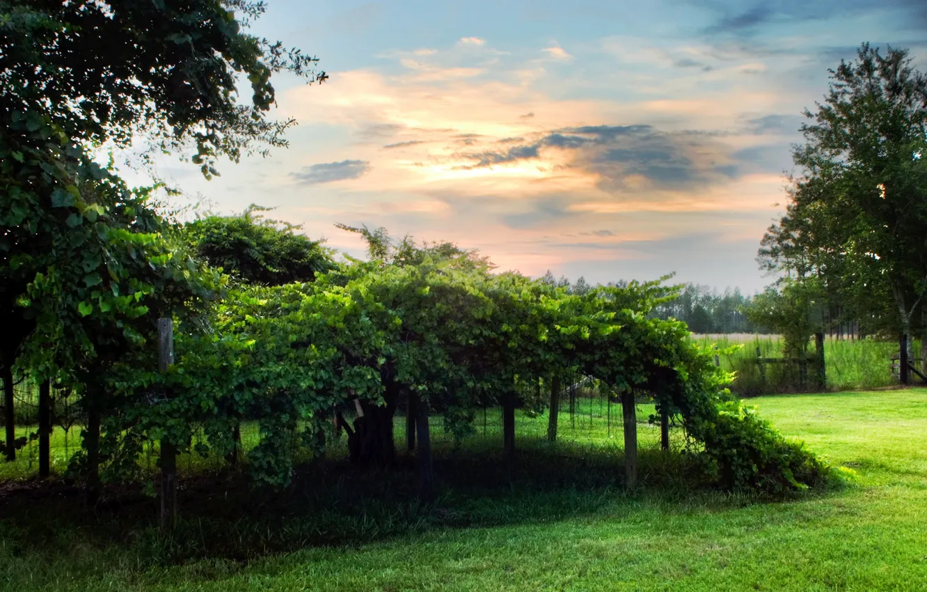 Photo wallpaper greens, clouds, vineyard