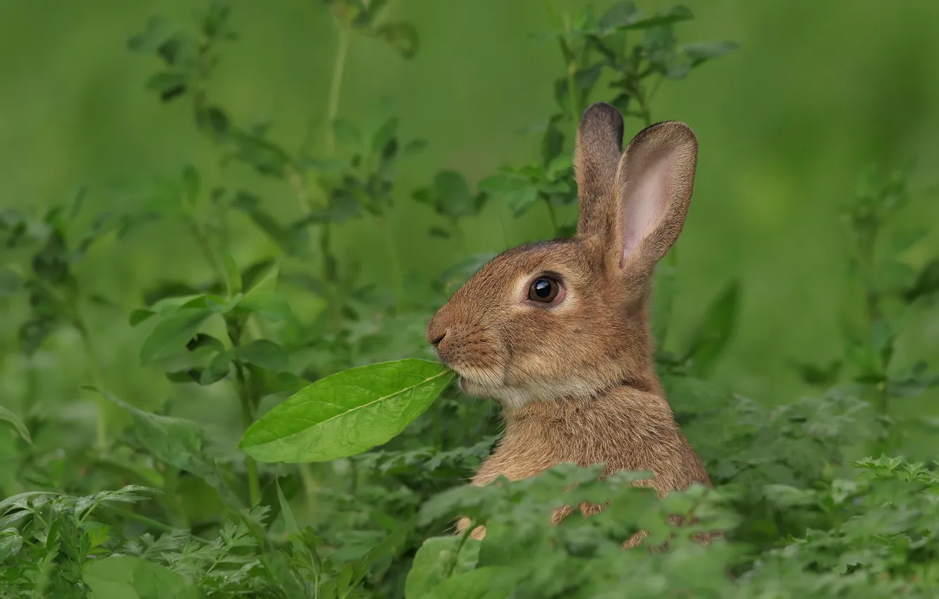 Photo wallpaper grass, hare, leaf, ears, face