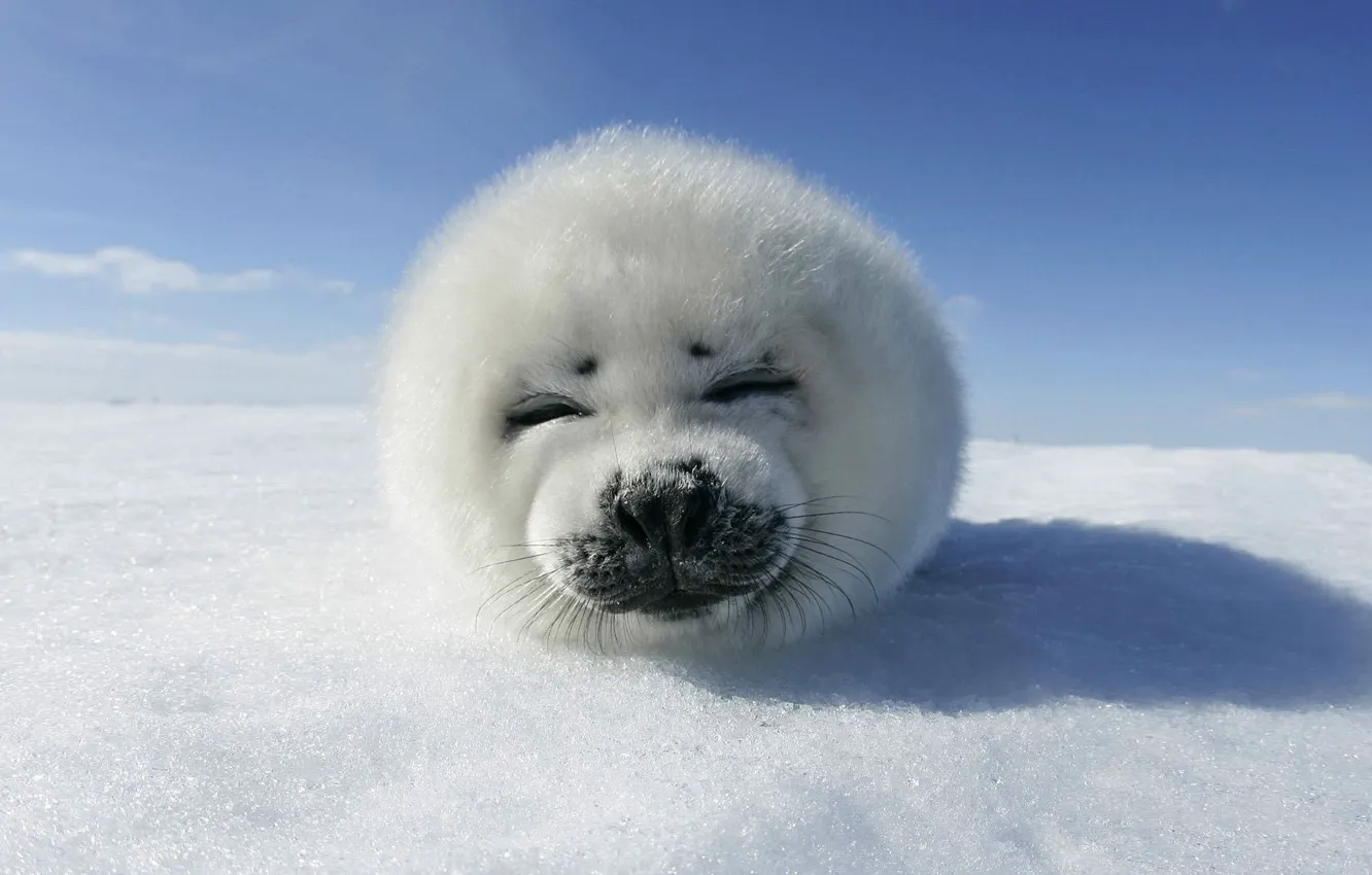 Photo wallpaper ice, the sky, snow, animal, seal
