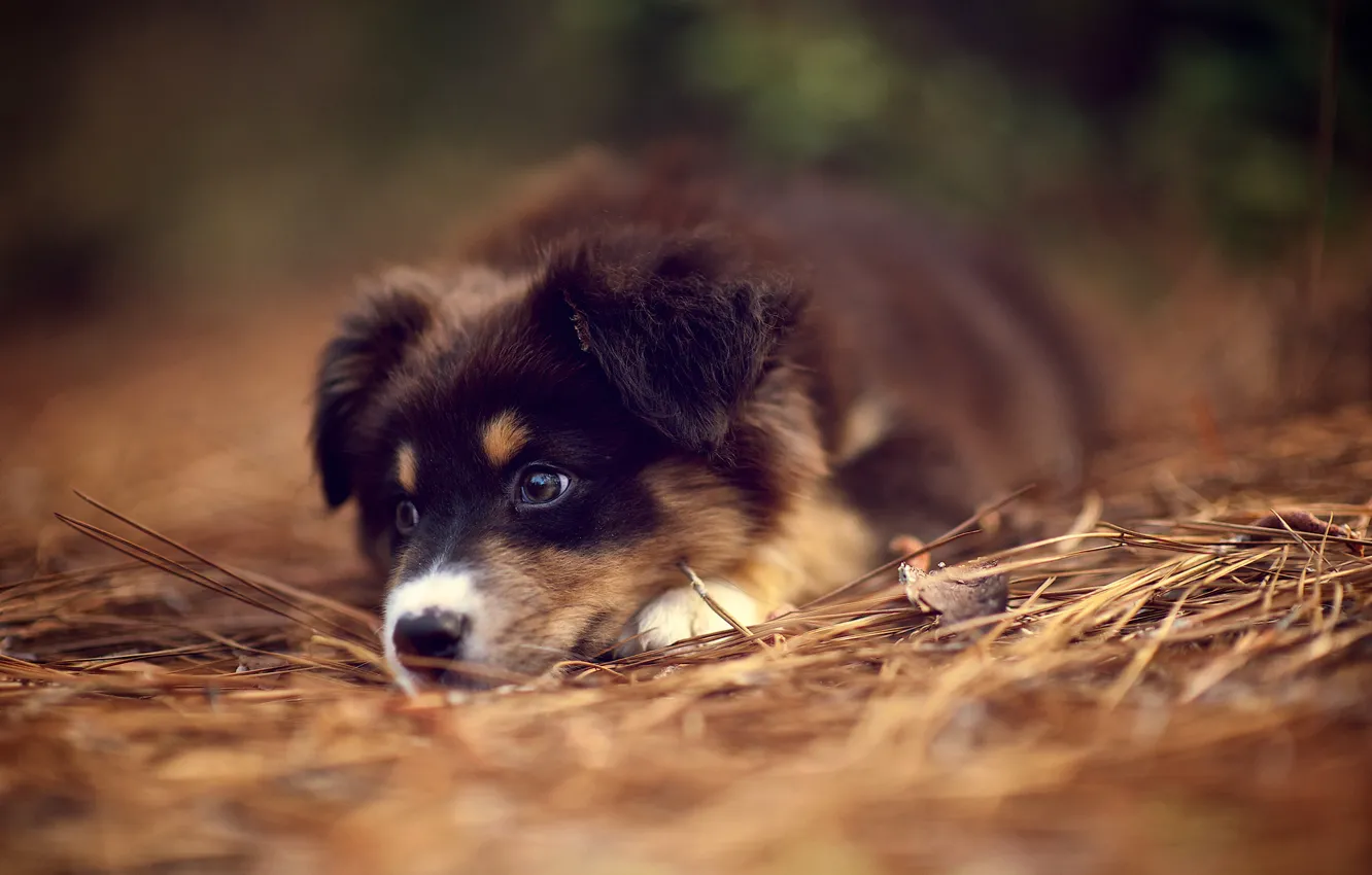 Photo wallpaper forest, puppy, walk, Australian shepherd, By Casey Moore photo