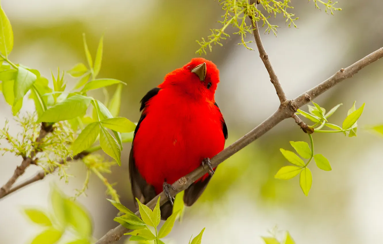 Photo wallpaper leaves, branches, bird, color, feathers, beak