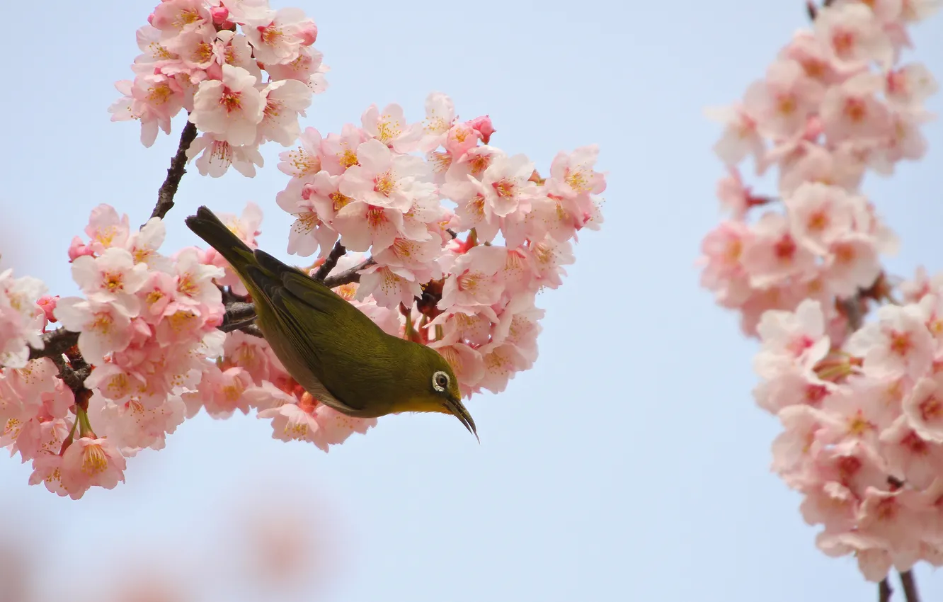 Photo wallpaper flowers, branches, nature, bird, spring, Sakura, flowering