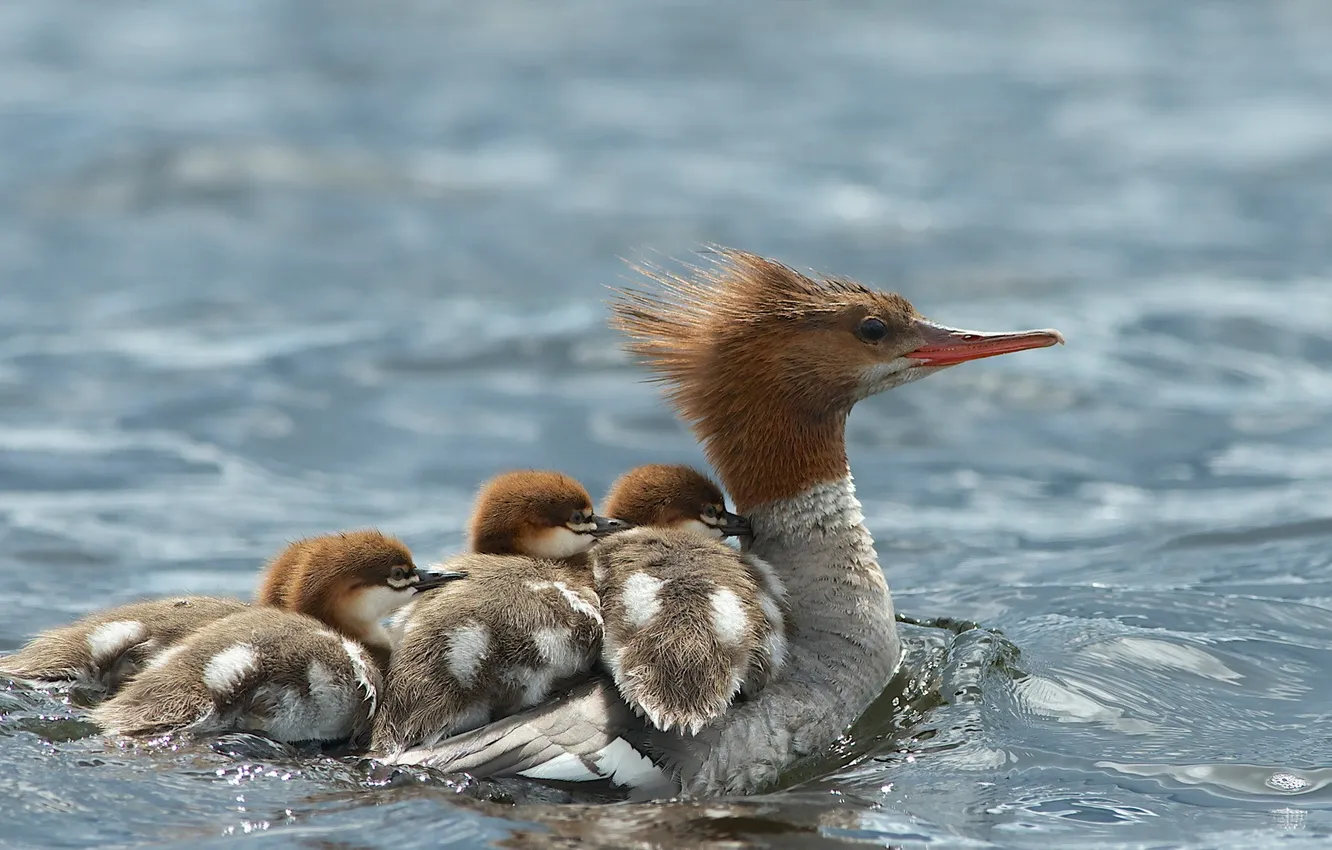 Photo wallpaper water, nature, bird