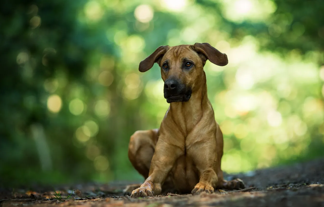 Photo wallpaper look, each, dog