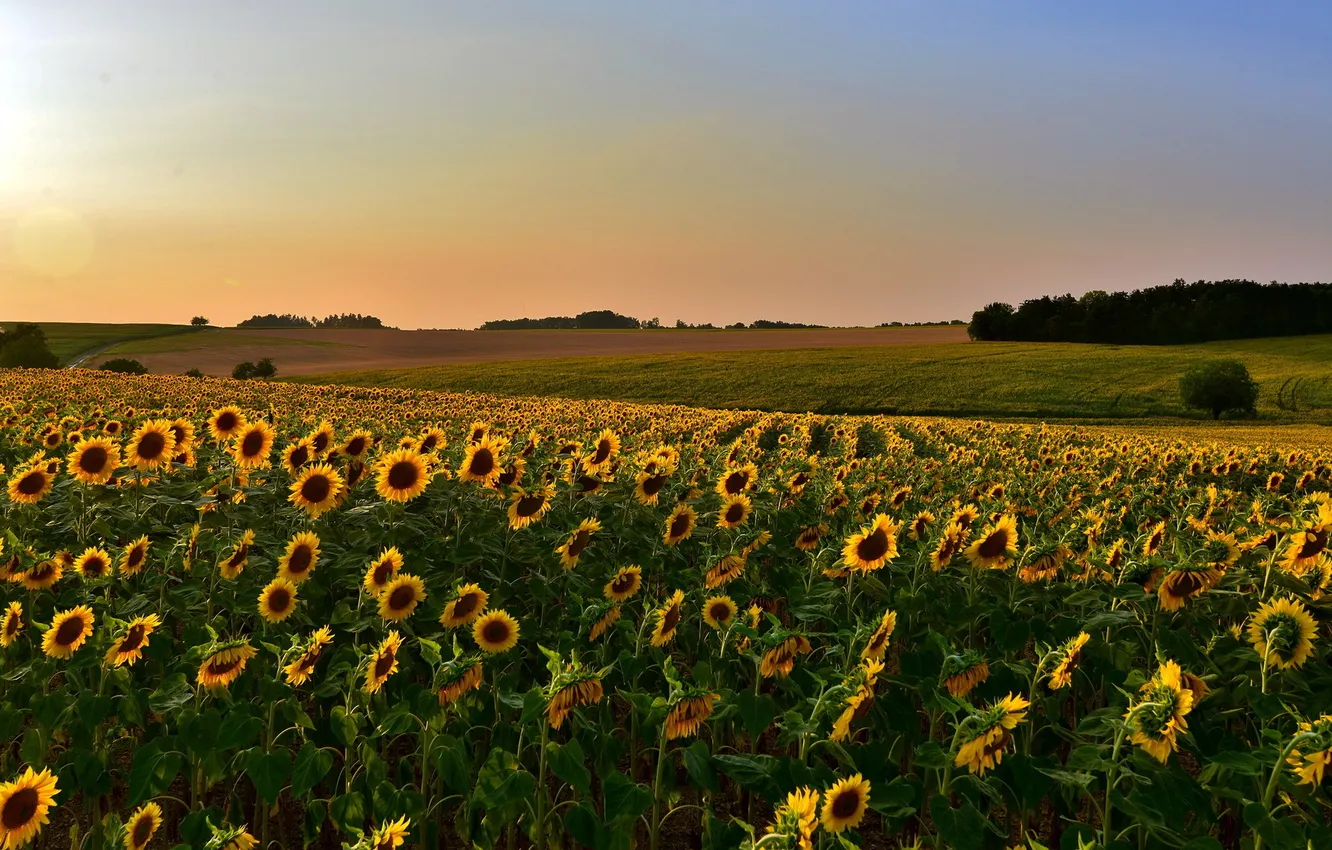 Photo wallpaper field, sunflowers, landscape, sunset