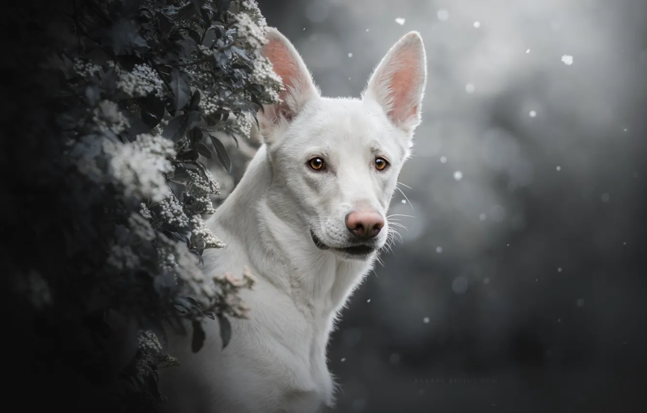 Photo wallpaper look, face, background, portrait, dog, the bushes, The white Swiss shepherd dog