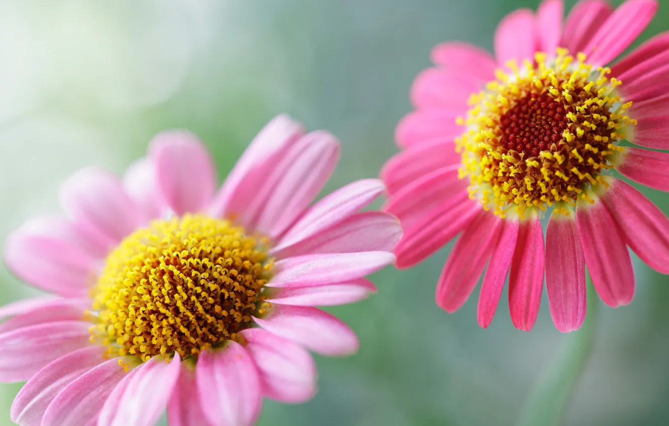 Photo wallpaper summer, flowers, tenderness, plant, beauty, morning, flowers, delicate pink