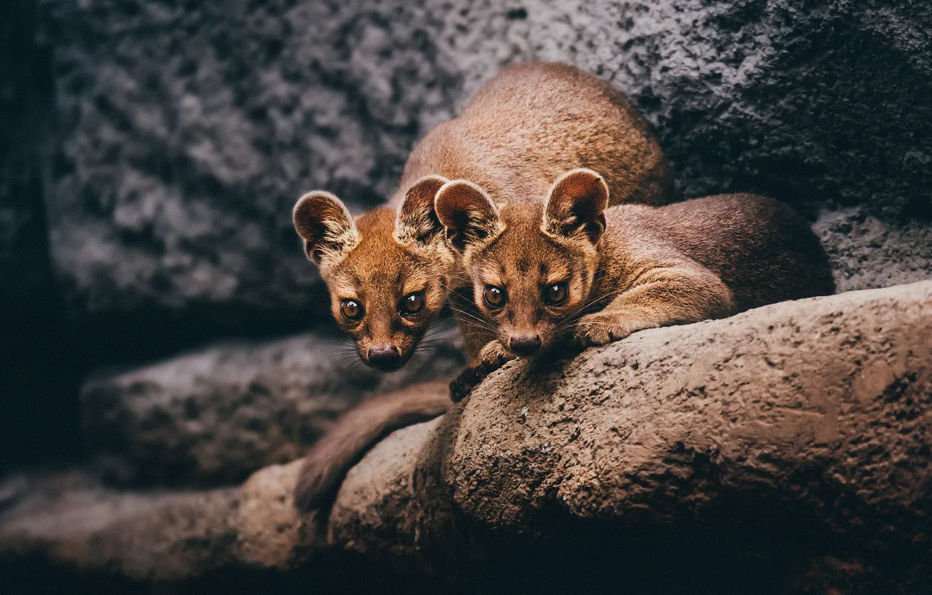 Photo wallpaper stones, a couple, Fossa
