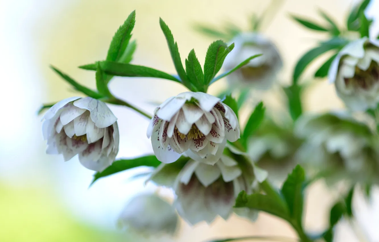 Photo wallpaper flowers, background, the bushes, hellebore, Helleborus