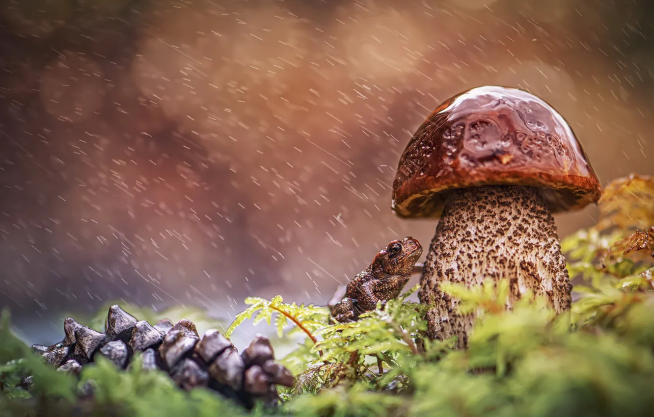 Photo wallpaper drops, rain, mushroom, moss, frog, boletus, hat, bump