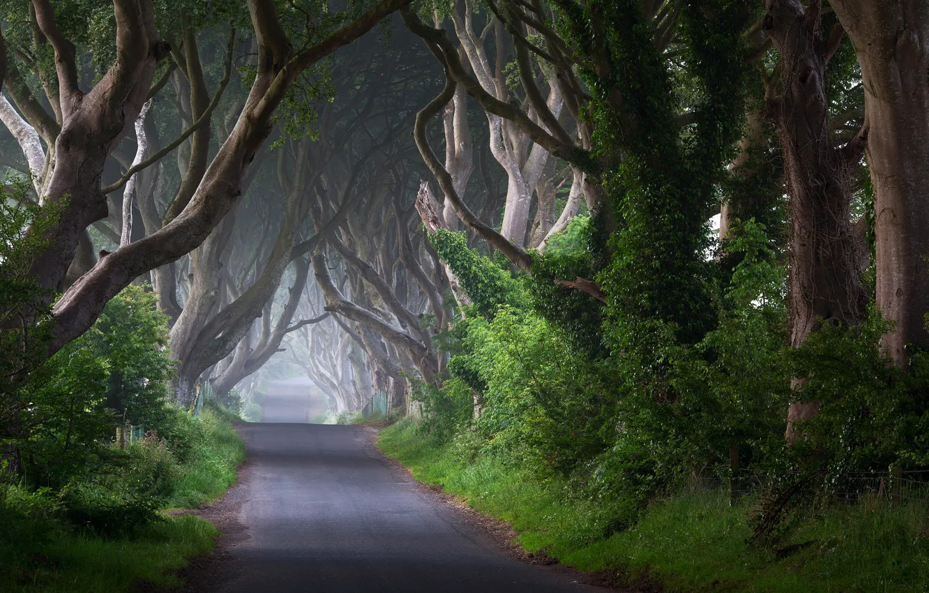 Photo wallpaper road, trees, nature, fog, morning, trunk, Ireland, the bushes