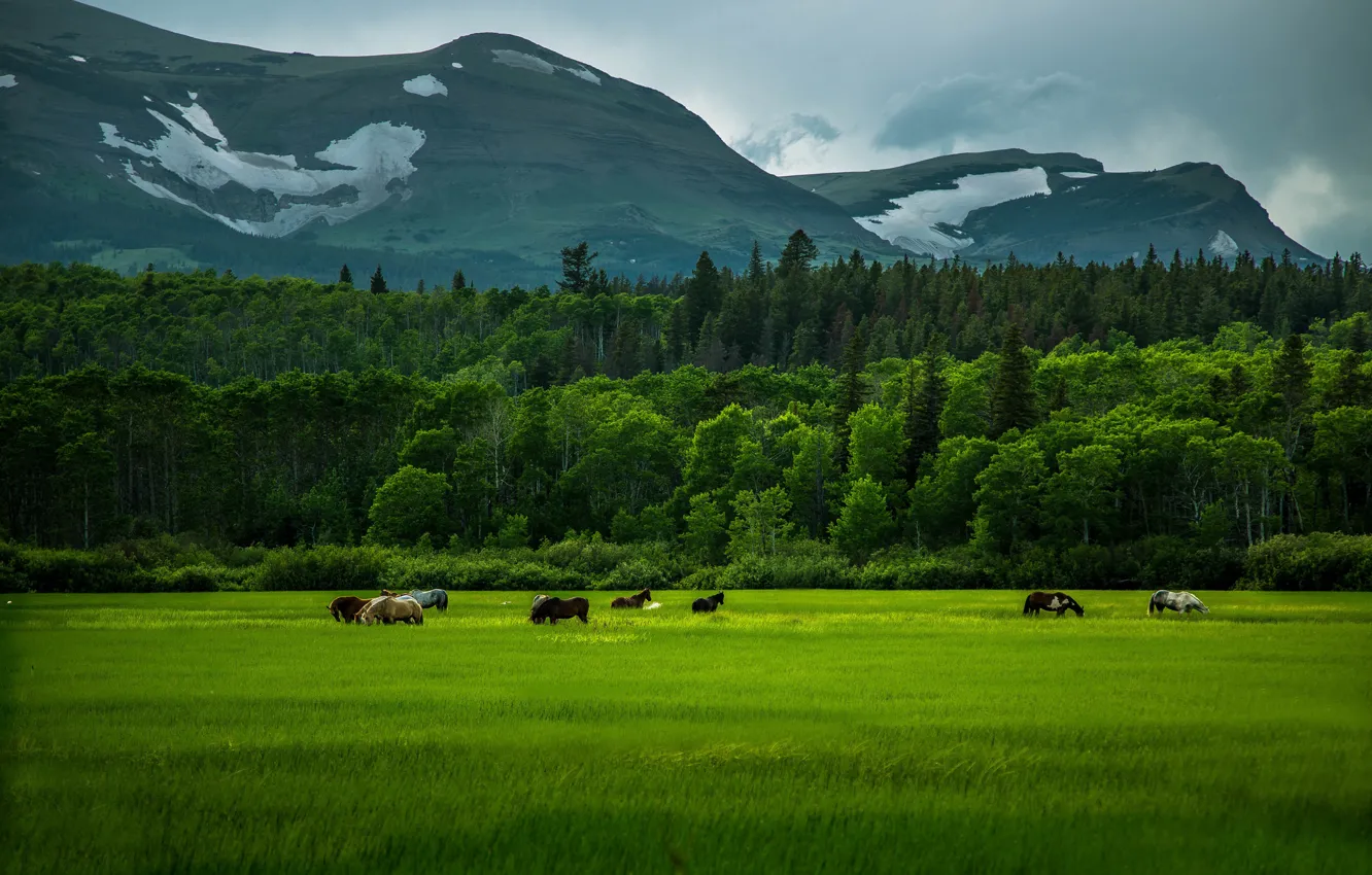 Photo wallpaper greens, field, grass, mountains, horses