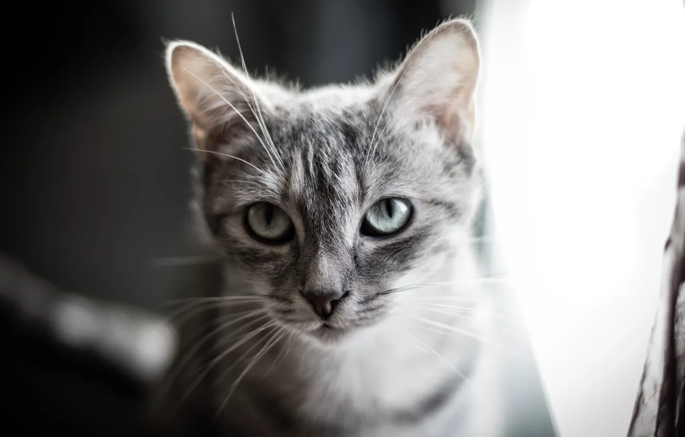 Photo wallpaper cat, eyes, cat, grey