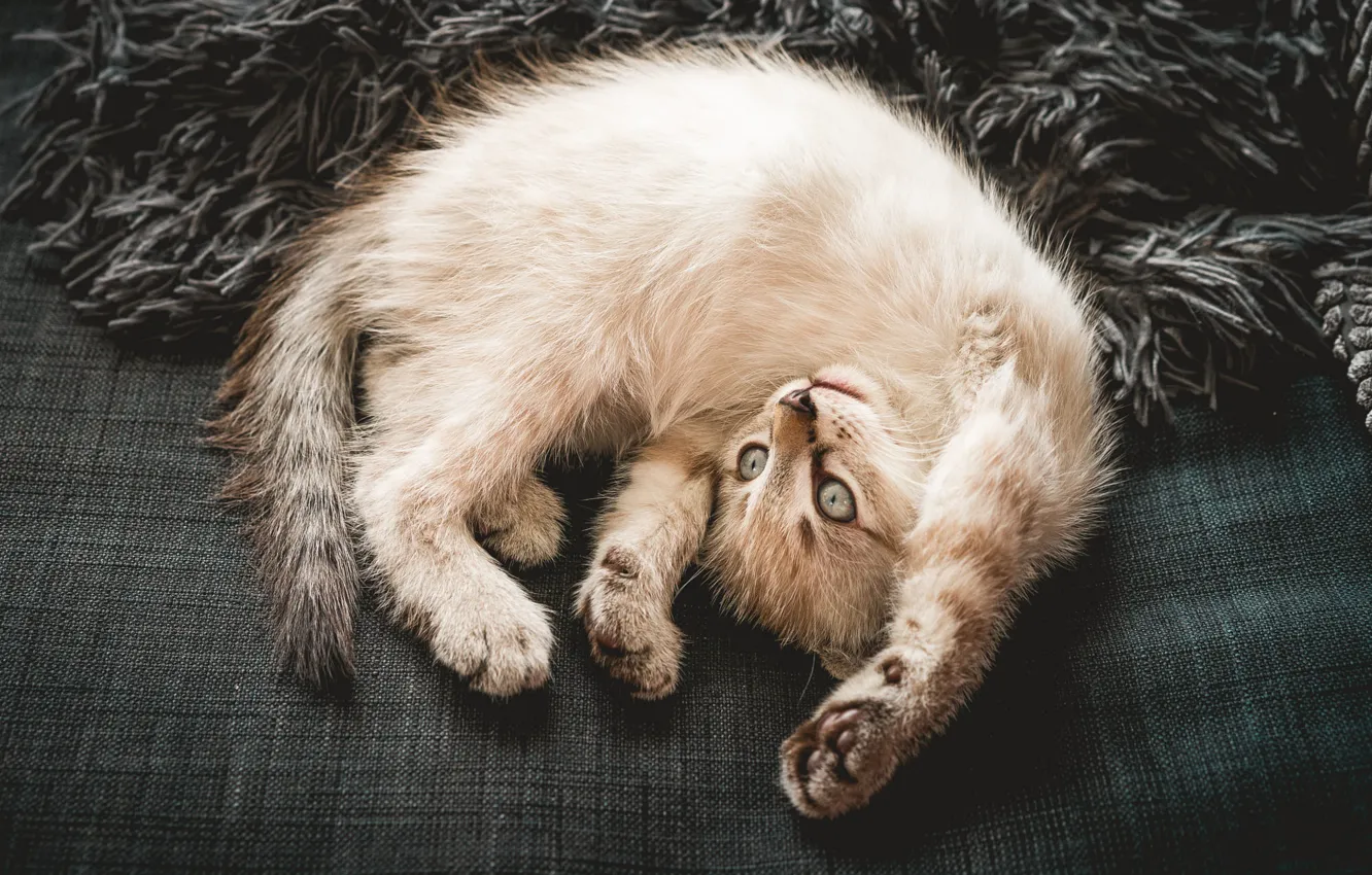 Photo wallpaper cat, cat, look, pose, sofa, legs, lies, fur