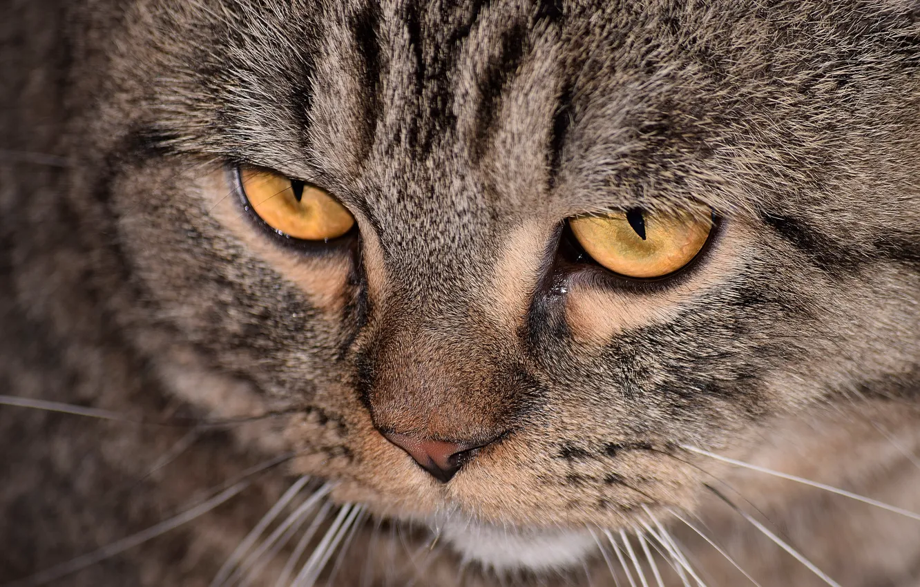 Photo wallpaper cat, mustache, look, striped, yellow eyes