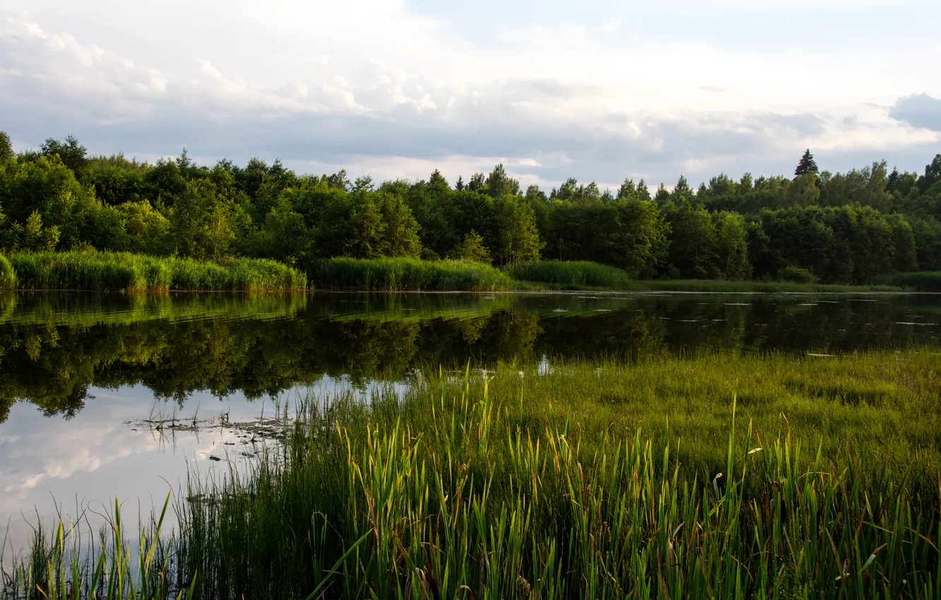 Photo wallpaper forest, water, lake, river, reed