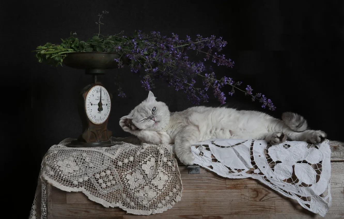 Photo wallpaper cat, white, cat, flowers, pose, bouquet, lies, black background