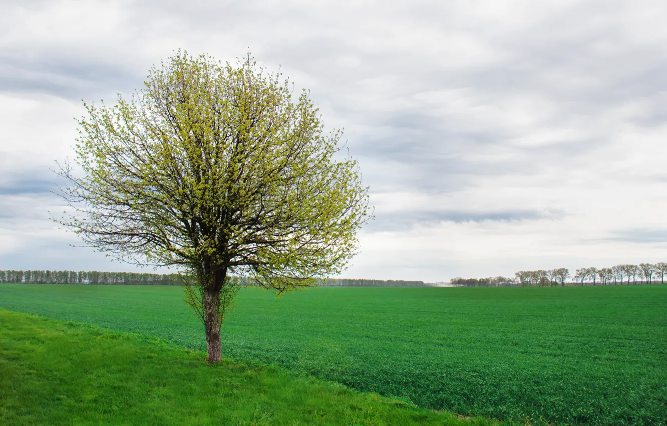 Photo wallpaper greens, field, the sky