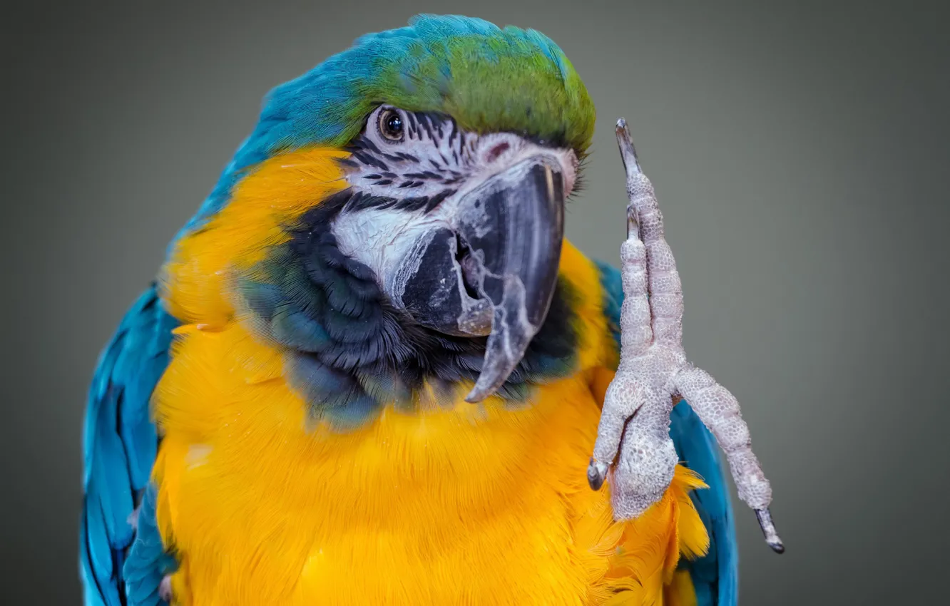 Photo wallpaper bird, parrot, Ara, foot