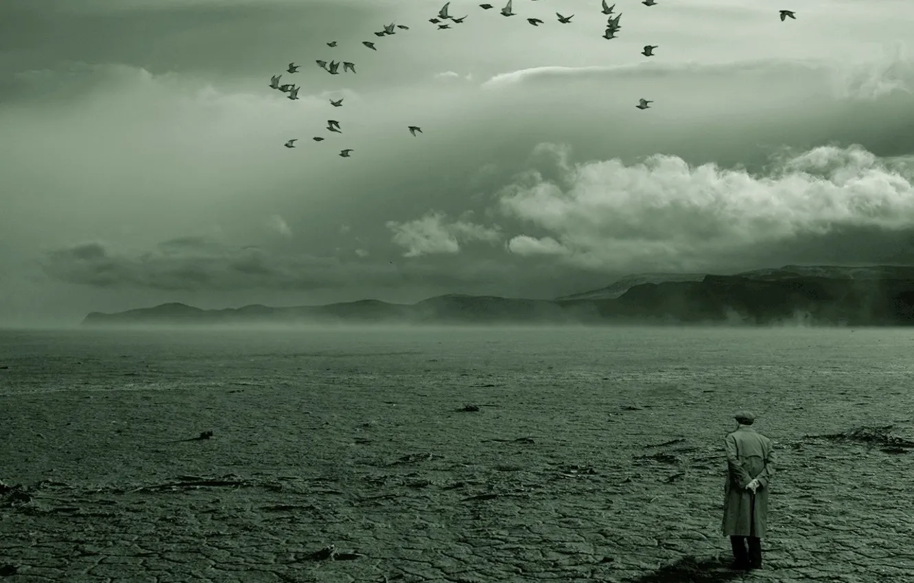 Photo wallpaper loneliness, bird, desert