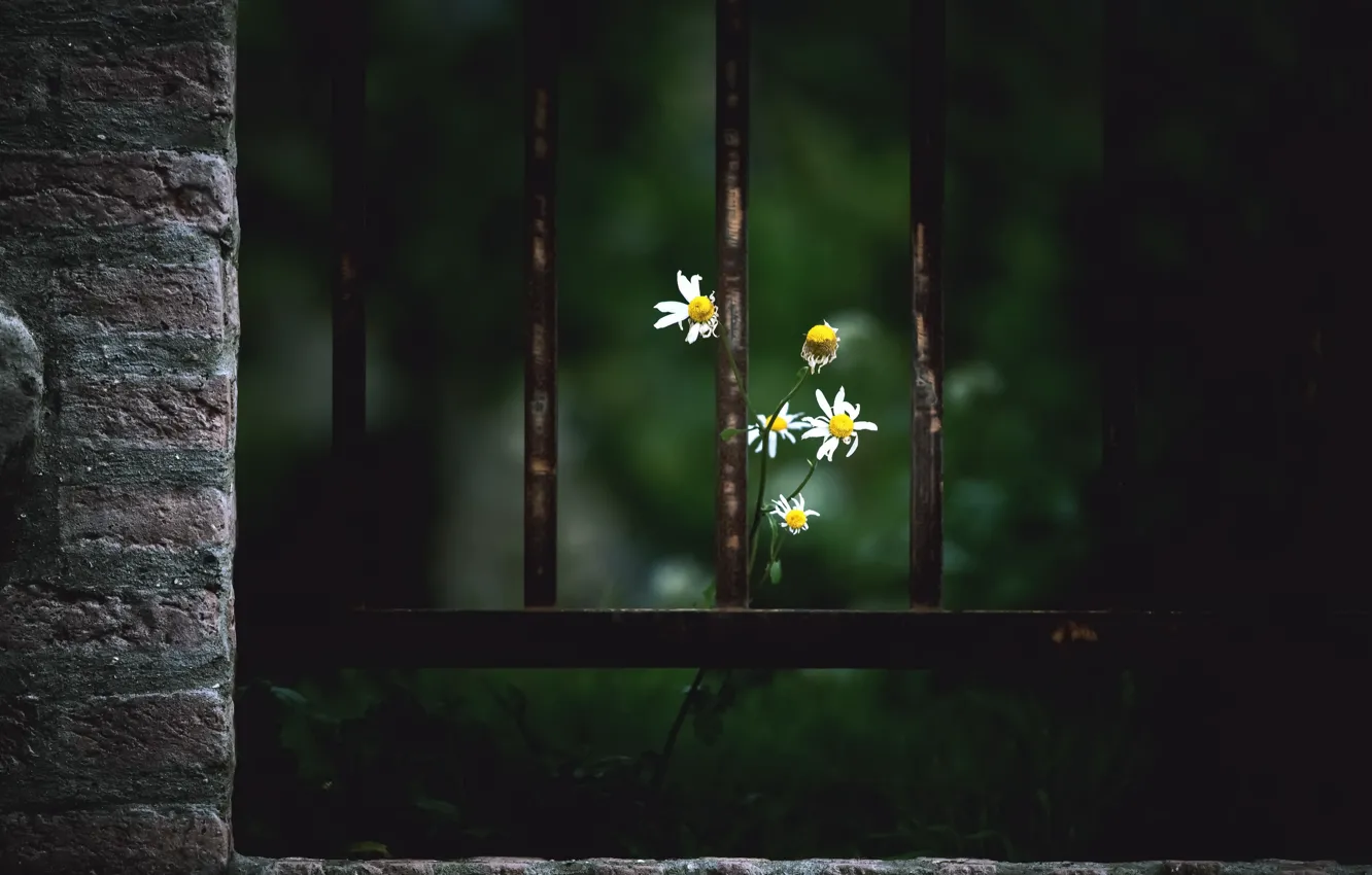 Photo wallpaper flowers, the fence, chamomile
