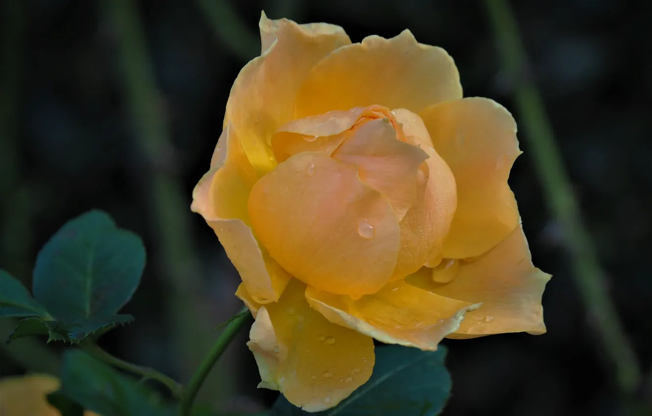 Photo wallpaper flowers, yellow, roses