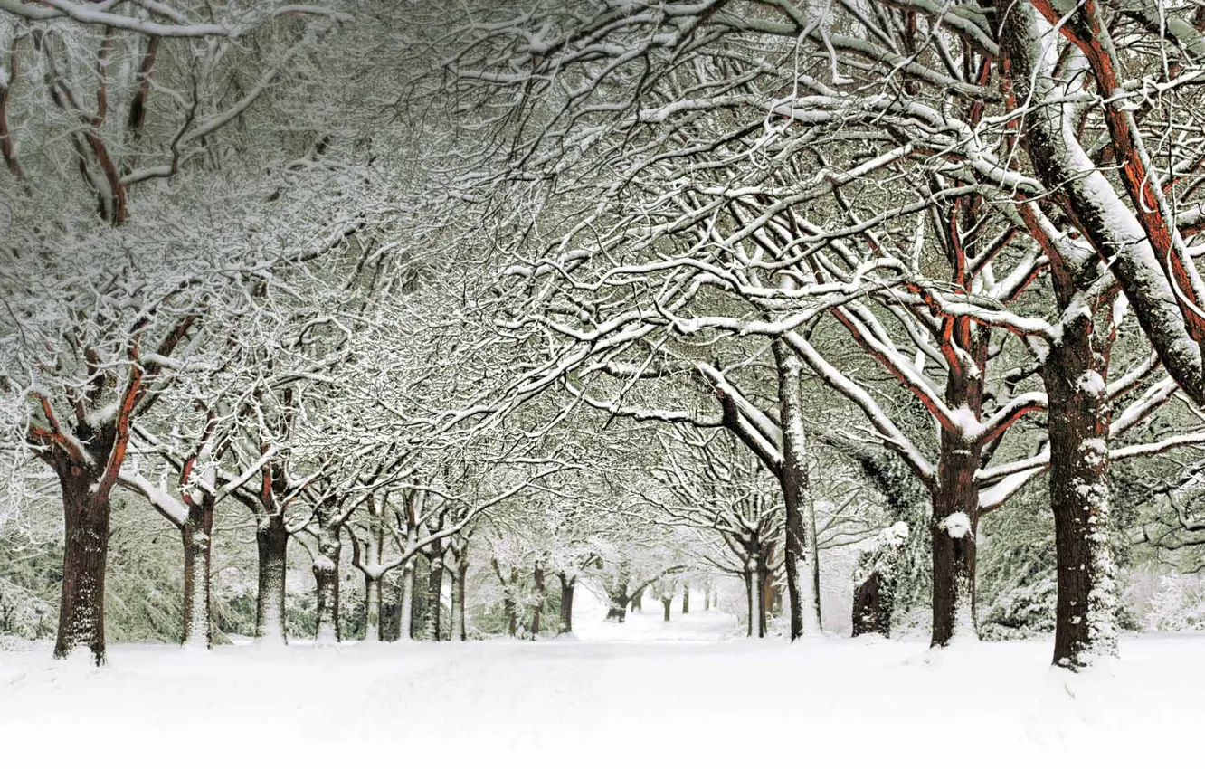 Photo wallpaper winter, snow, trees, England, Southampton