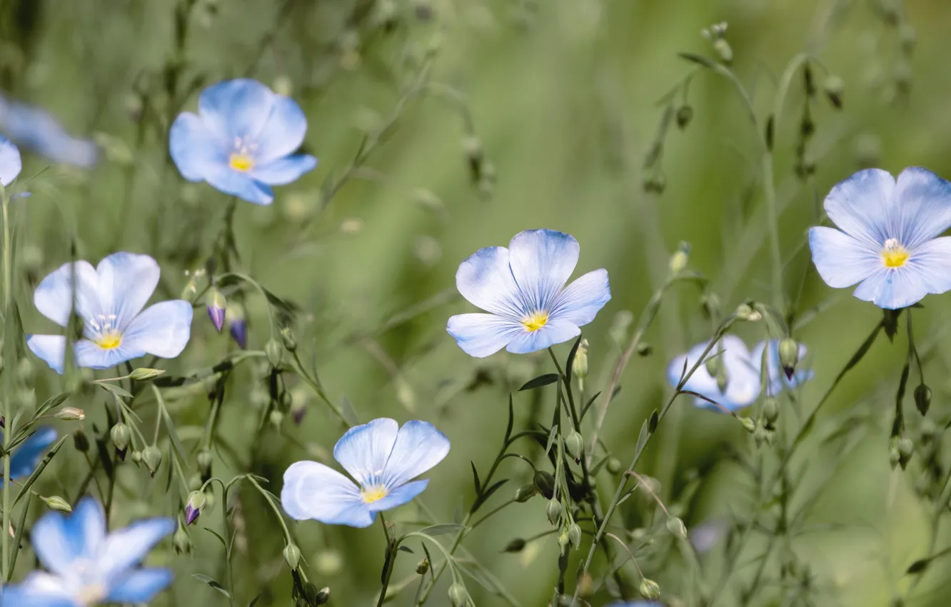 Photo wallpaper flowers, stems, blur, blue, len, flowers, buds, bokeh