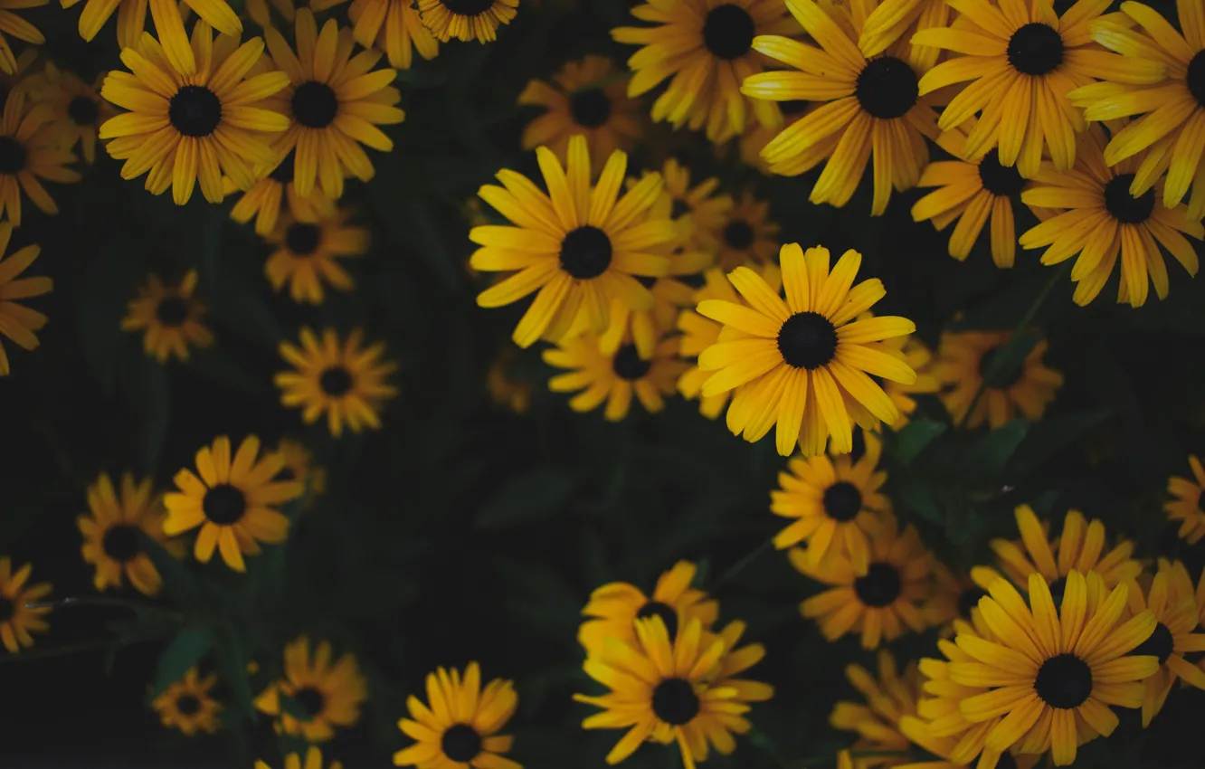 Photo wallpaper flowers, yellow, the dark background, garden, the bushes, a lot, rudbeckia