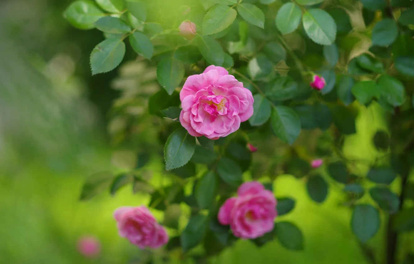 Photo wallpaper greens, summer, leaves, flowers, branches, roses, garden, pink