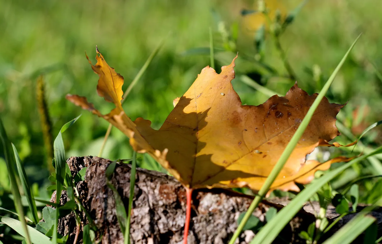 Photo wallpaper grass, leaves, macro