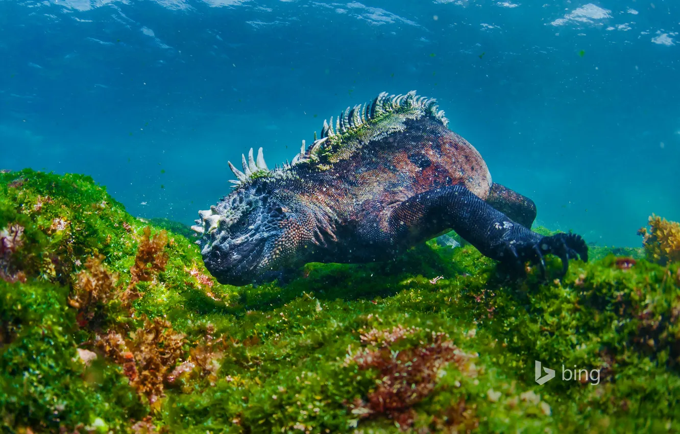 Photo wallpaper lizard, reef, Ecuador, The Galapagos Islands, the Fernandina island, marine iguana