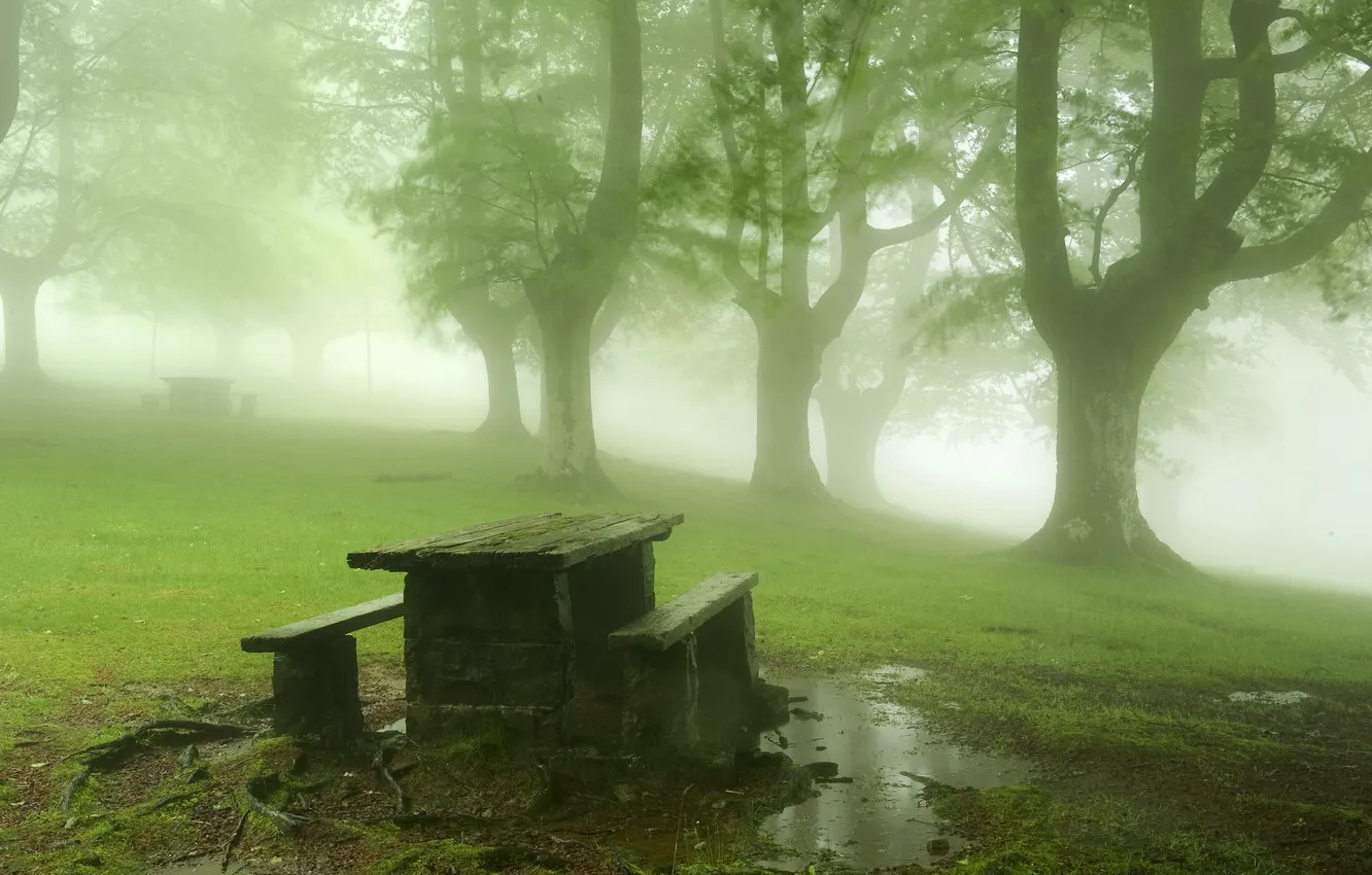 Photo wallpaper trees, landscape, fog, Park, table, bench