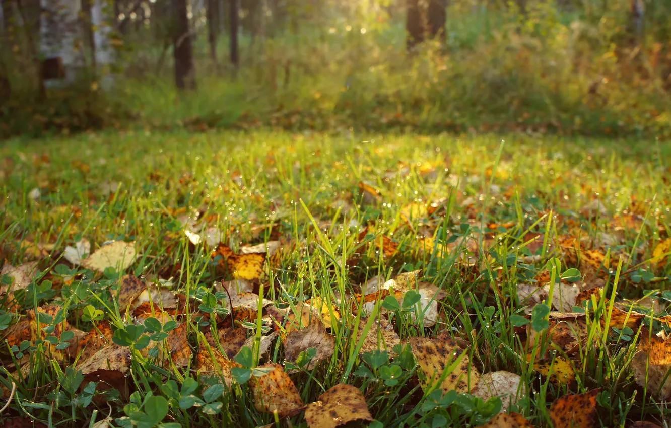 Photo wallpaper autumn, grass, leaves, drops, nature, Rosa, plant, the sun's rays