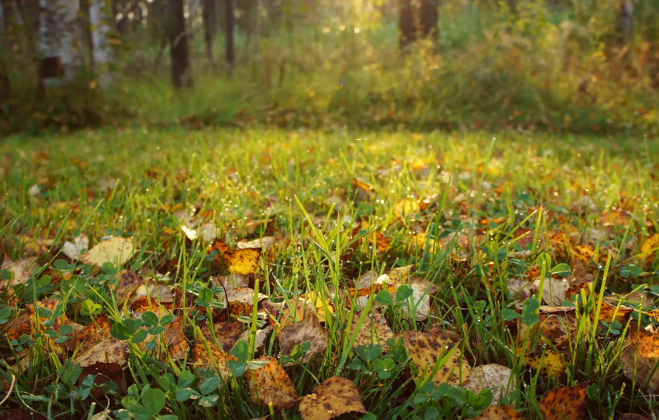 Photo wallpaper autumn, grass, leaves, drops, nature, Rosa, plants, the sun's rays
