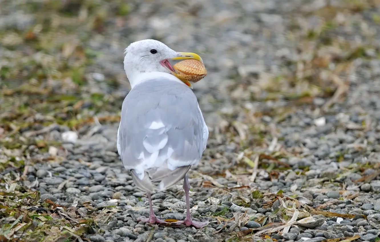 Photo wallpaper pebbles, stones, bird, seagulls, shell, stones