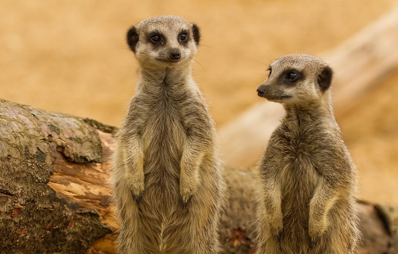 Photo wallpaper meerkats, a couple, crank