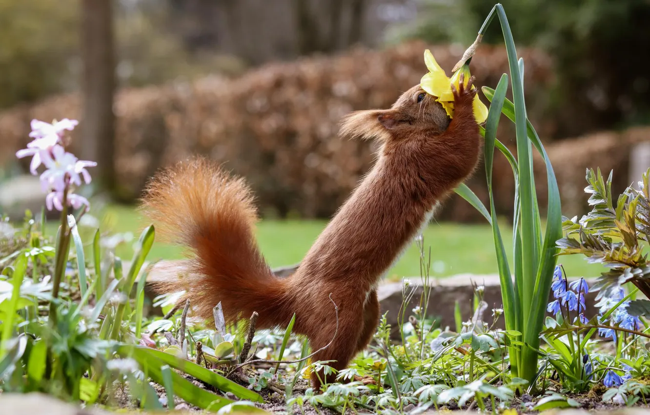 Photo wallpaper flowers, yellow, pose, Park, stones, glade, legs, spring