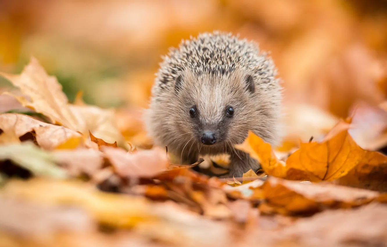Photo wallpaper autumn, look, nature, foliage, muzzle, hedgehog, autumn leaves, hedgehog